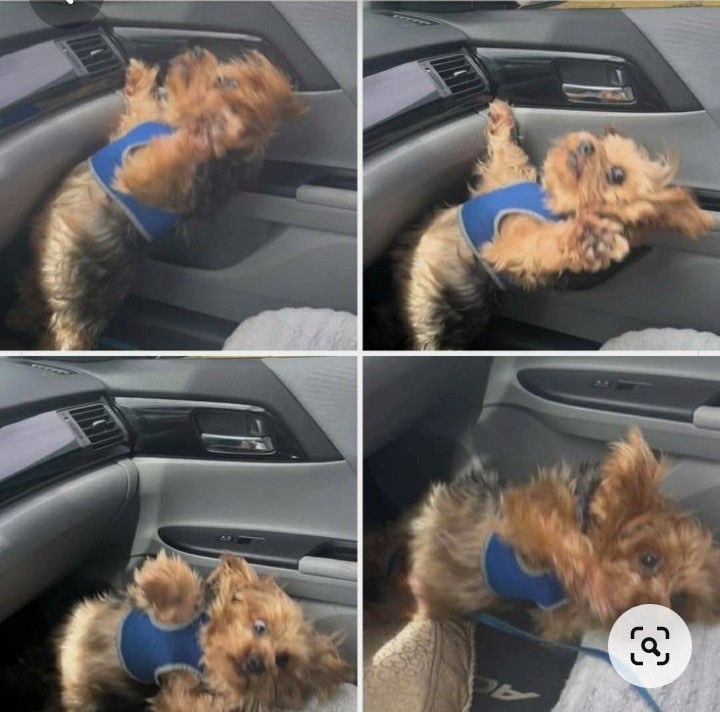 bb_saifa tweet media