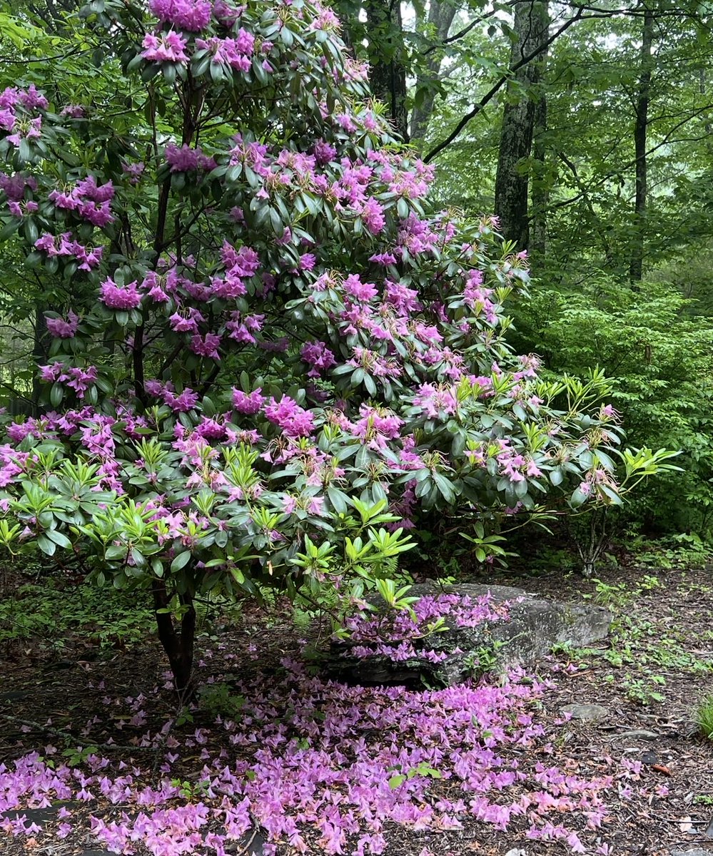 Jeffrey V tweet media