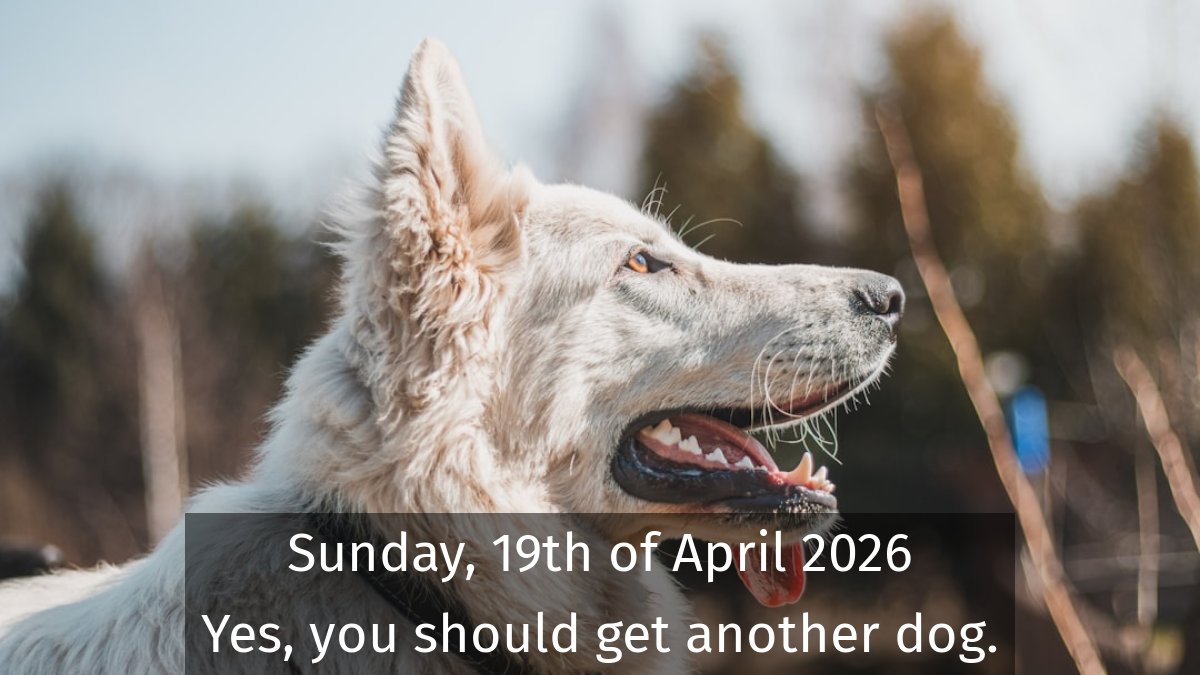 dogsareawsm's tweet image. You should always get another dog #dogs #DogInfluencer #DogTricks #DogBreeds #FunnyDogs #DogPark #DogCelebrity #InstaDog #WorkingDogs #DogShows 📷 by unsplash.com/@otohp_by_sakul