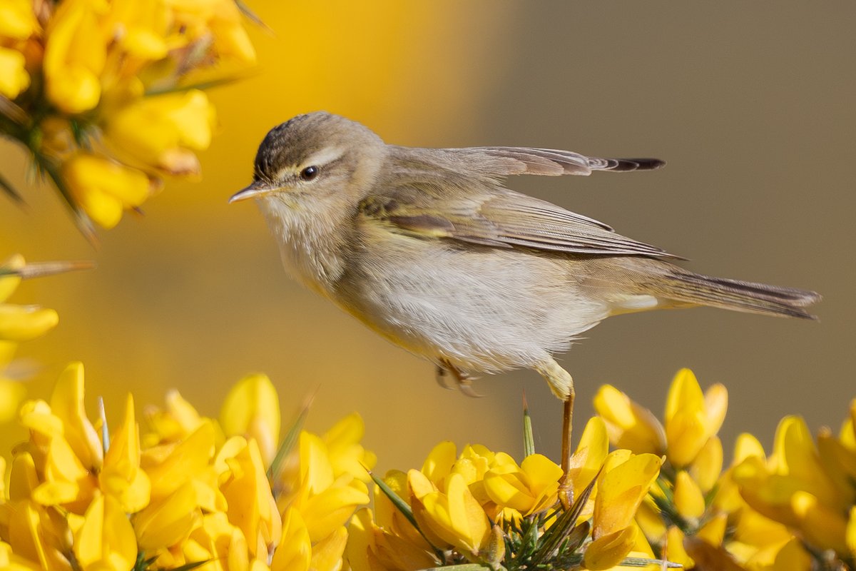 manxmannin's tweet image. Willow Warbler on the Gorse this morning #isleofman 🇮🇲 #nature
