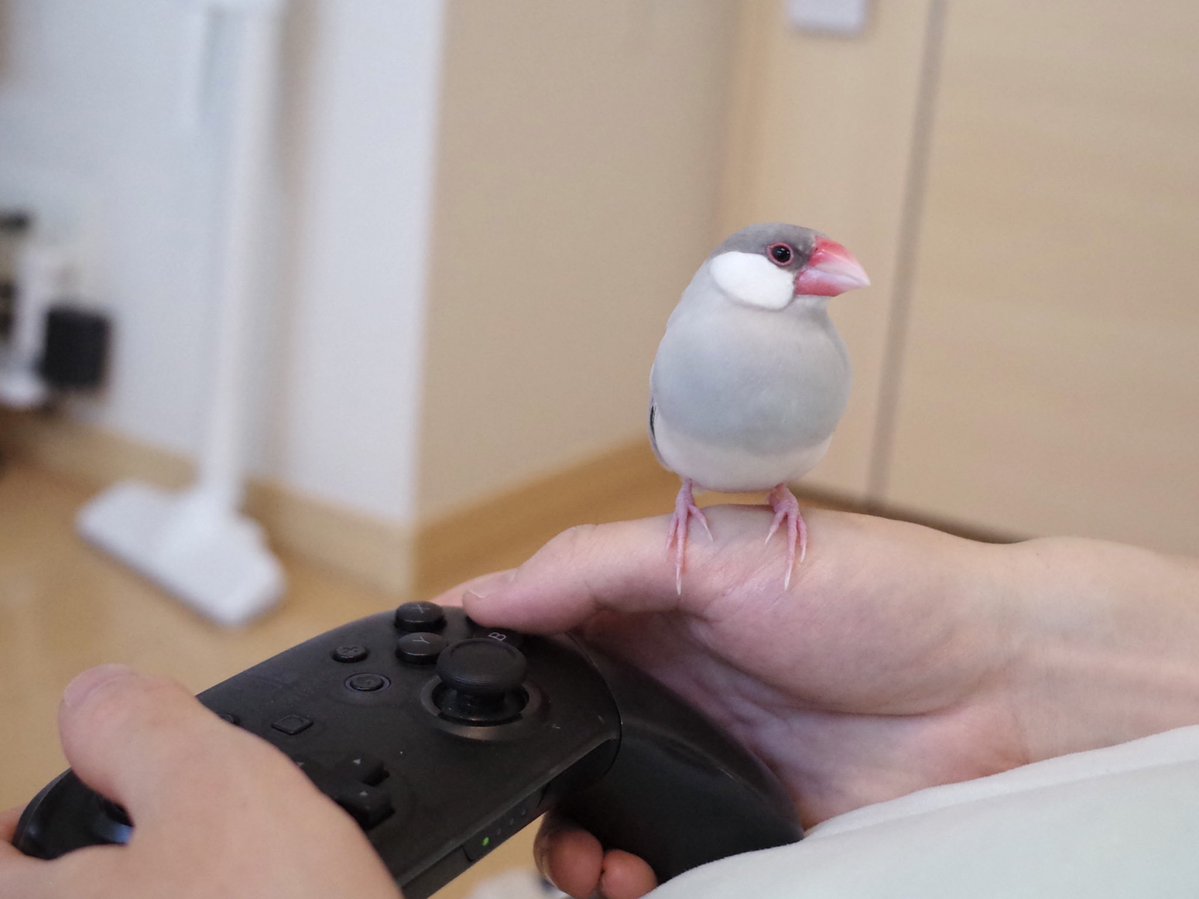 休みの日にポイーヨ文鳥、夫と共にモチモチ過ごす時間がいちばん幸せかも