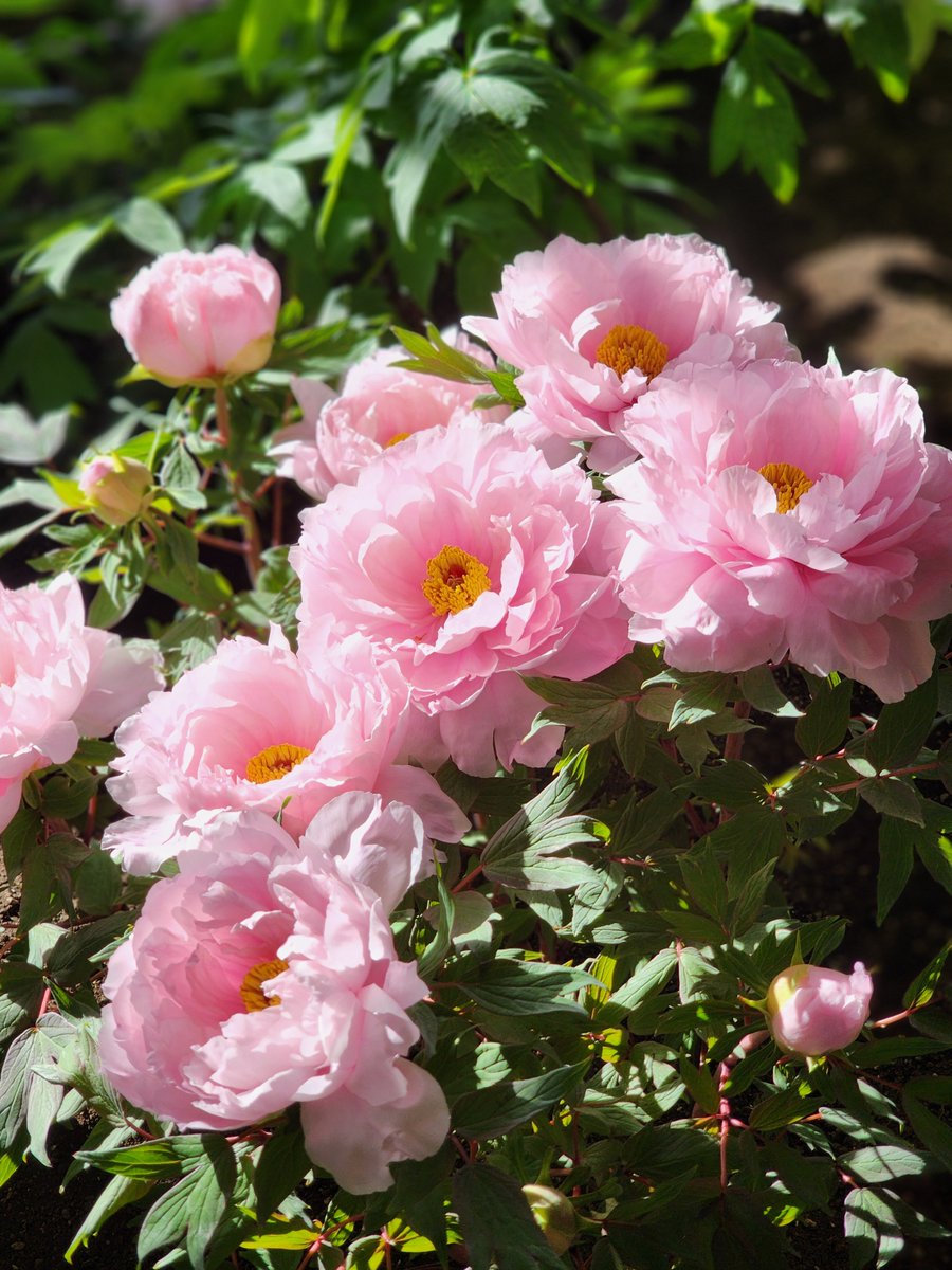 𝕄𝕀𝕂𝔸 5/6 東𝟕 𝐀𝟐𝟕𝐛 tweet media