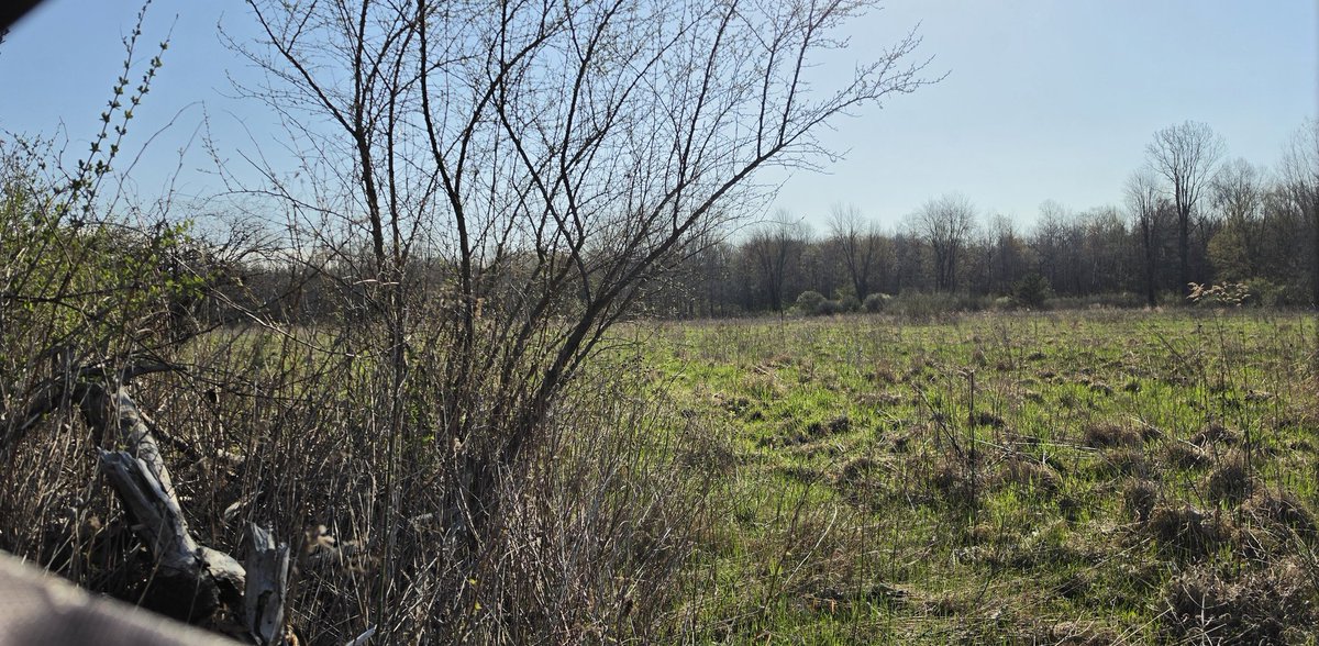 TOTSOBmiesen's tweet image. Now we wait on birds. 🦃

Good mix of open ground and edge. Should be a good spot to catch one slipping through.

We’ll see.

#MichiganTurkey #Turkeyhunting #Hunting