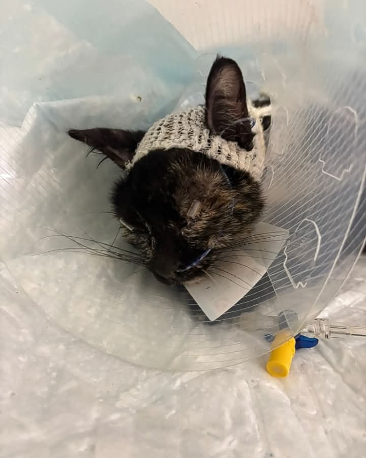 Lo de #Lorca es una locura 
La protectora Olimpo cuenta la  historia de Resu la gata tiene un disparo que le ha destrozado el oído,otro balazo en el cráneo,sin urgencias veterinarias, y quiere vivir,El refugio Olimpo necesita ayuda están solos ,el ayuntamiento no hace nada