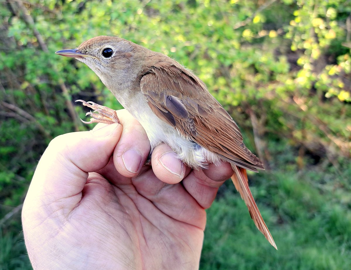 GrahamDeacon12's tweet image. When I 1st got my C permit in 2003 I started a Nightingale ringing project at a site on Salisbury Plain that held up to 15 singing males. No's declined with the last bird in 2018. Never thought we'd catch another. Quite an emotional experience #birdringing #migration