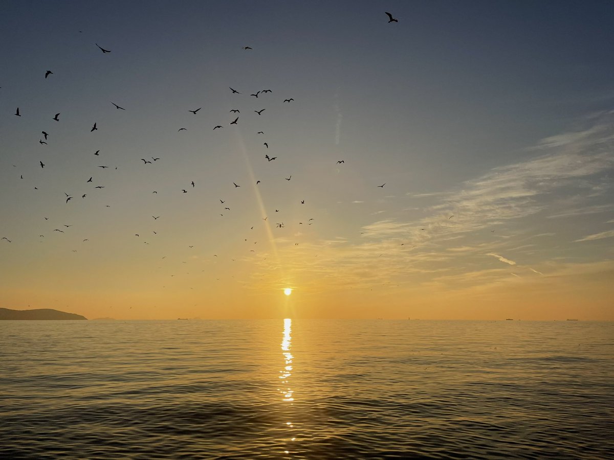 sra___________'s tweet photo. Today I walked along Suadiye. Everything washed in yellow, birds in the sky, and a quiet feeling that things will get better. https://t.co/z71KfXdixk