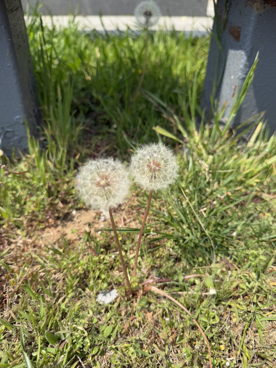 DforDongmin's tweet photo. ผมหวังว่า ความปราถนาของผม 
จะไม่เป็นความฝันที่ไร้ความหมาย
ผมจะสามารถบินสูงขึ้นไปท่ามกลางมวลหมู่ดาวได้ไหม? 
บินสูงขึ้นไป... 🪽

Fly.. by Moonbin &amp; JinJin https://t.co/3xHGYGmWrb