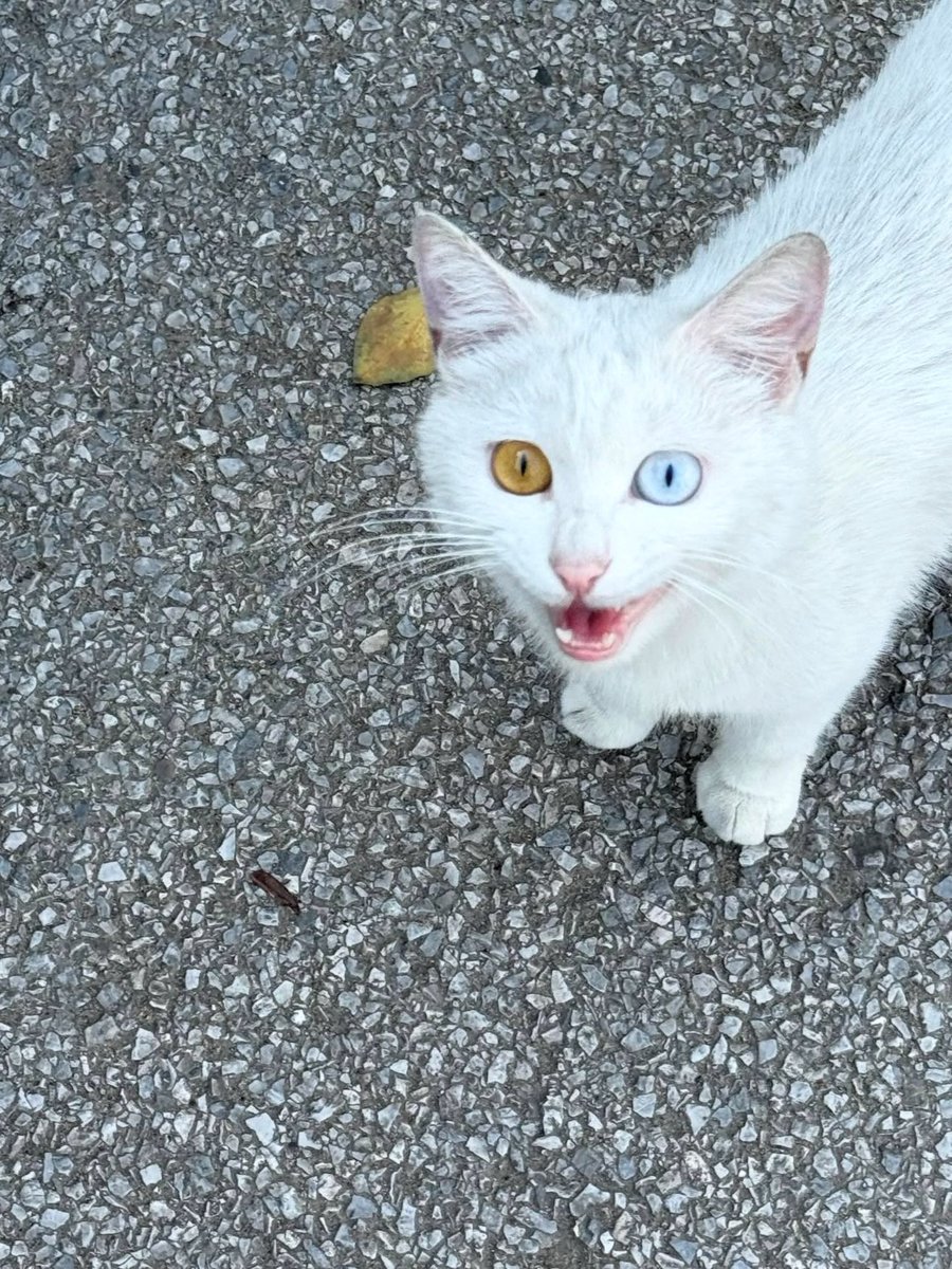 路上捡到只猫家人们