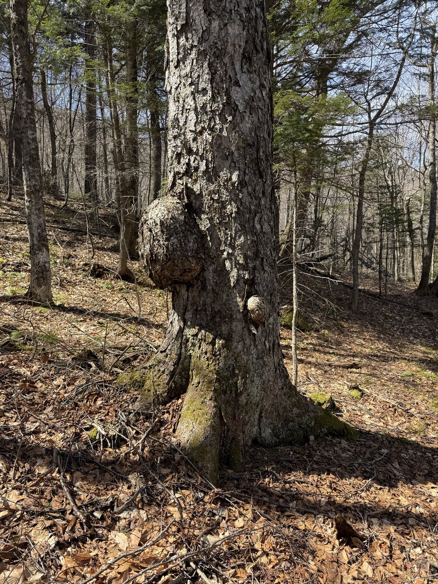 TruthFreedomPe1's tweet image. Howker Ridge Trail, Randolph, NH #Hike #Hiker #NatureLover #Adventurer #NH ⛰️🥾💛🤎💚