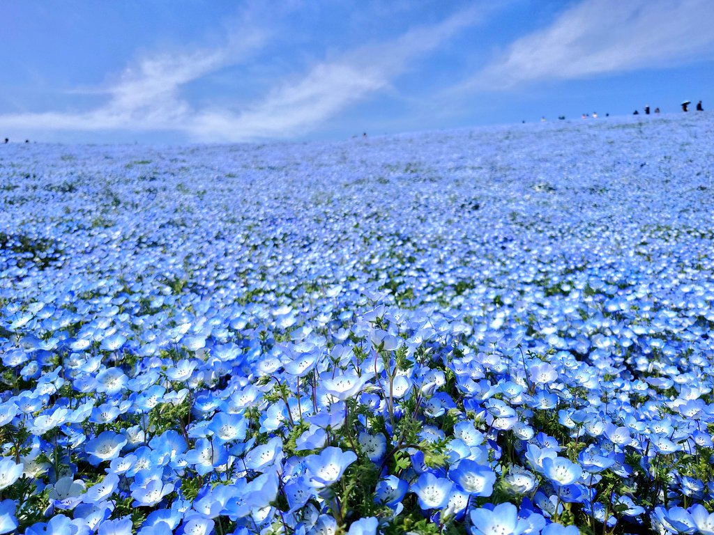 ちゃた tweet media