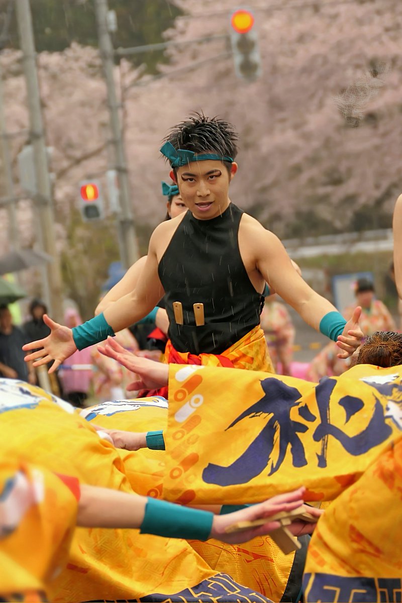 桜小町 tweet media