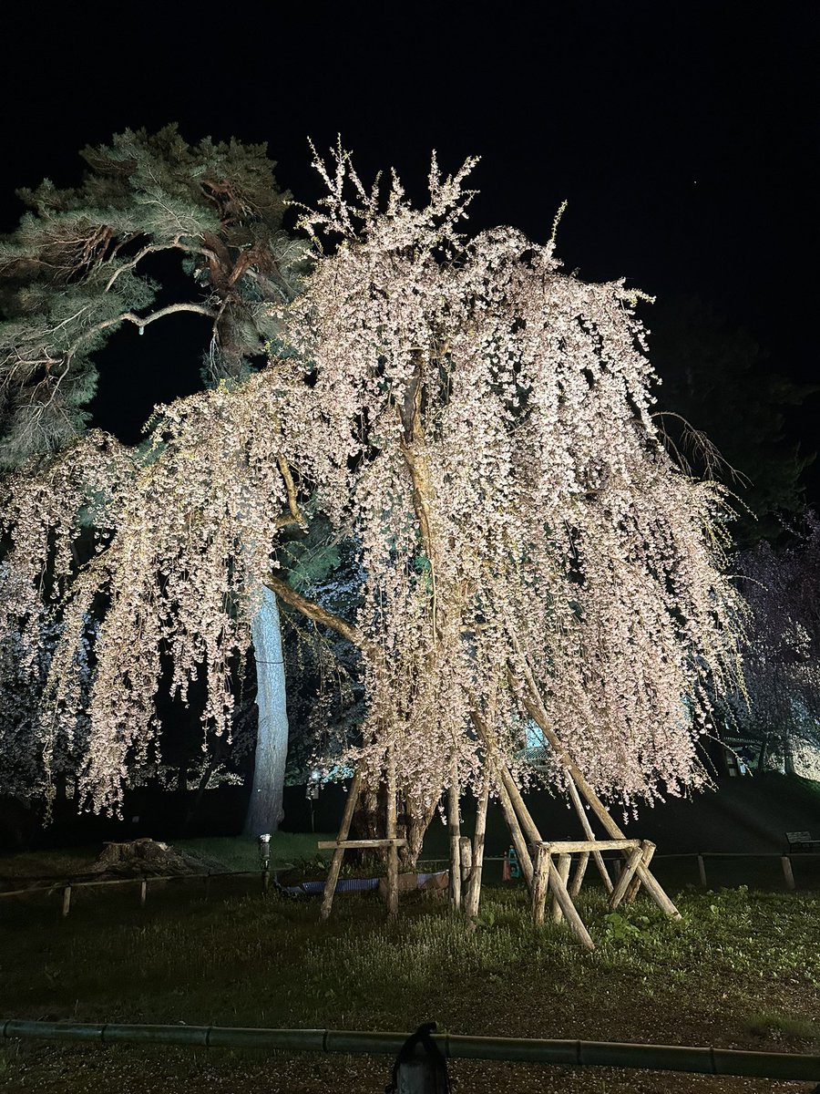この世の中で最も美しい景色の一つ、弘前城公園の満開の夜桜♪