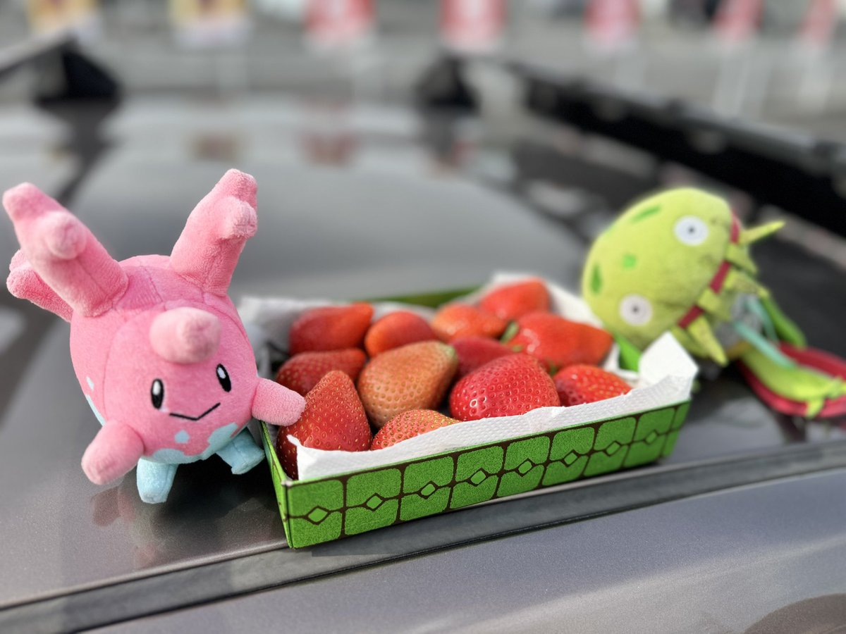 KUMA🍜ポケふた掃除全国2周目、一日一麺🍜マスキッパ推し tweet media