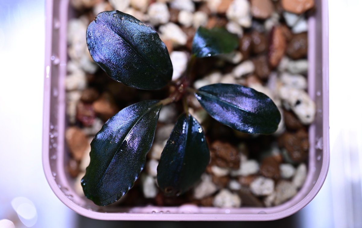 ねおん tweet media