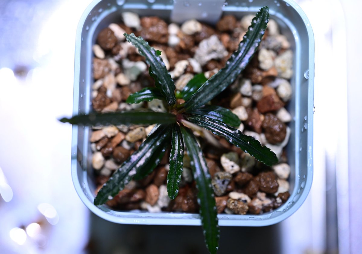 ねおん tweet media