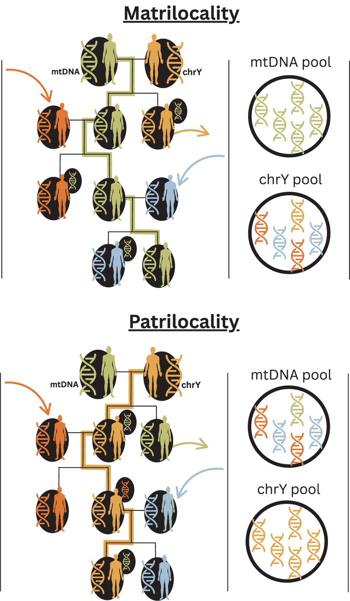 nrken19's tweet photo. An example of how the mtDNA and chrY diversities contrast within a matrilocal and a patrilocal group of individuals. For the matrilocal example, in the pedigree on the upper panel, the mitochondrial haplotype of the oldest female individual is shown in green. https://t.co/ZopmzEtnLx