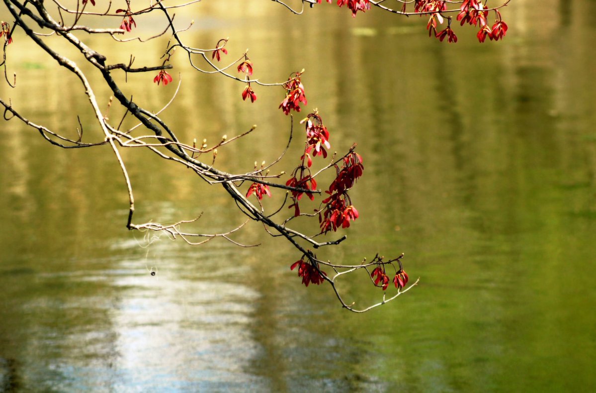 AcyRunway13's tweet image. Delicate stems held on to the promise of springtime whispers 

Happy Sunday my friends ☕️🌼
#sunday #April #spring #nj 
#poetry #thoughts #blooms 
#NaturePhotography
