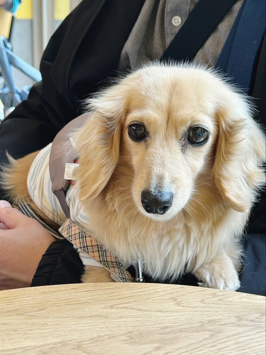 まめあず母 tweet media