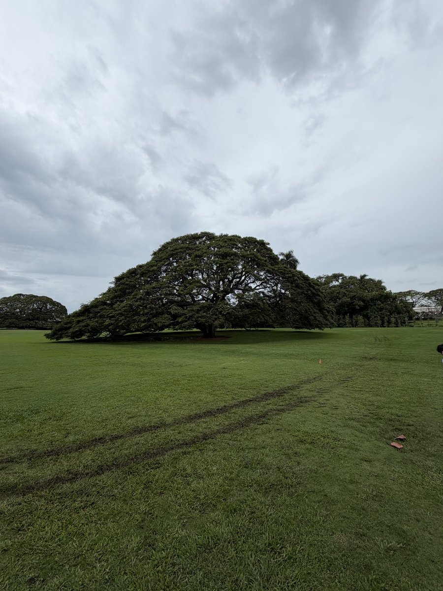 chipdale812's tweet image. 旅の思い出④🌺

#ハワイ #Hawaii #ワイキキ #waikiki