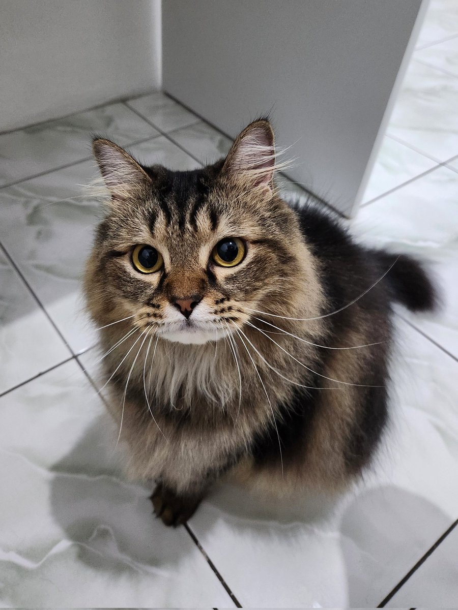 Kevin Mulia tweet media