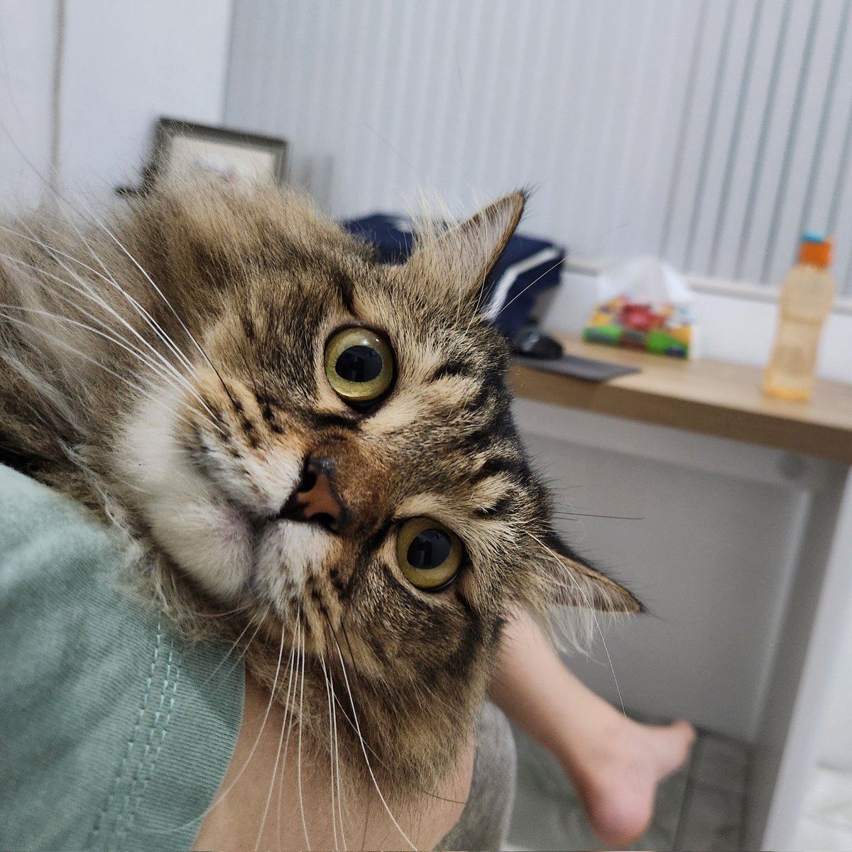 Kevin Mulia tweet media