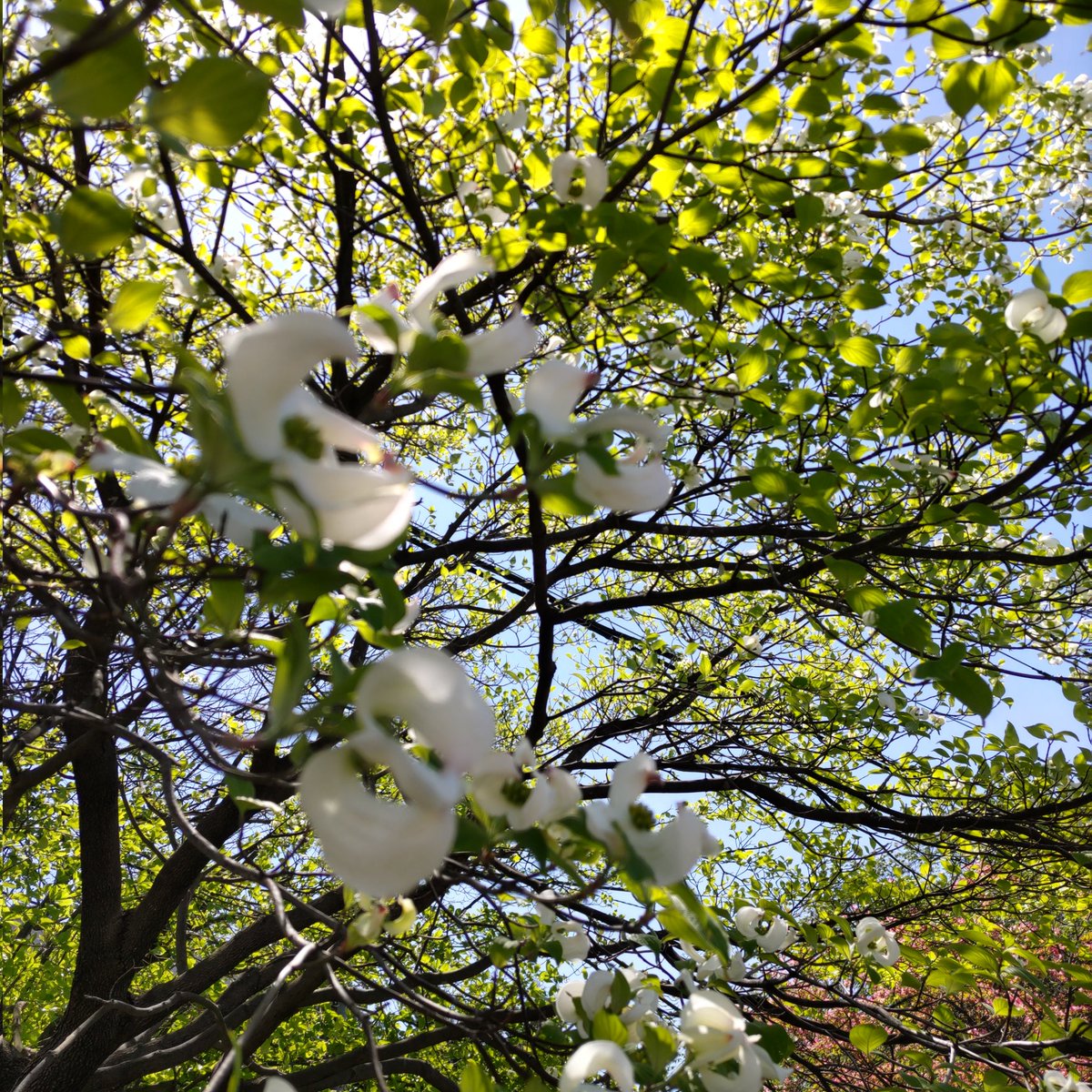 m@dao【不定期気味】DDDA/ON＆FF14(Fenrir🐺) tweet media