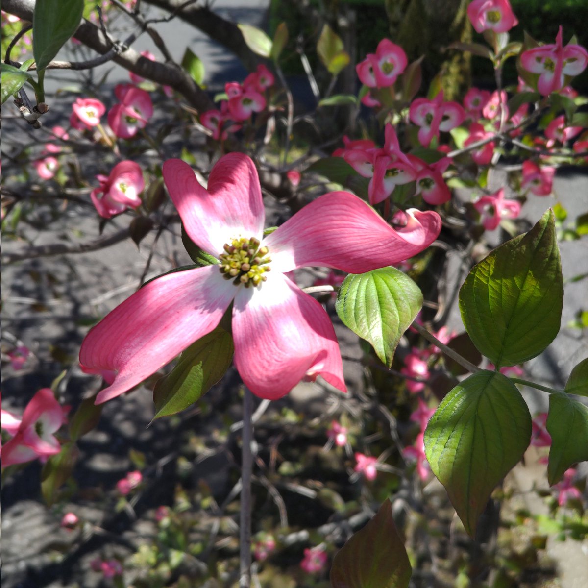 m@dao【不定期気味】DDDA/ON＆FF14(Fenrir🐺) tweet media