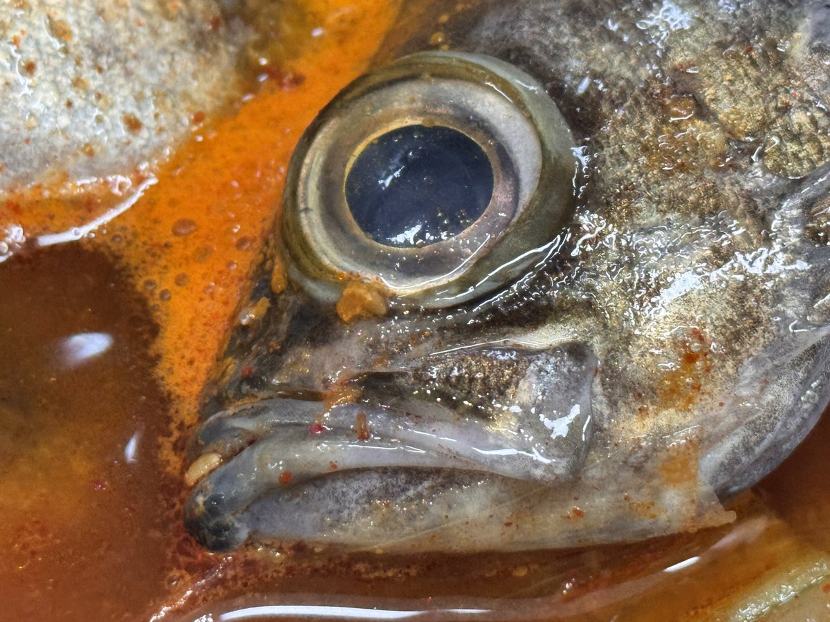 지미의 평범한 일상트 tweet media