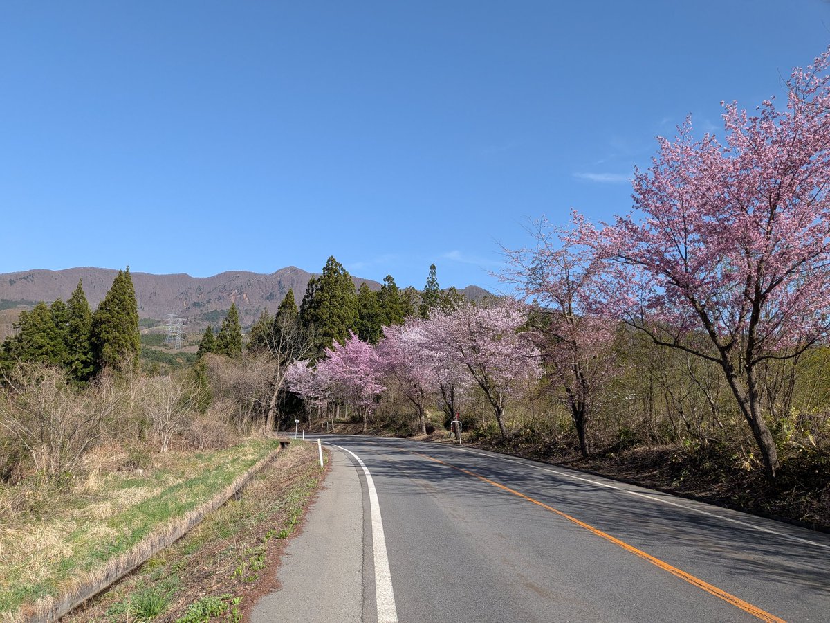 さくら大福🌸 tweet media