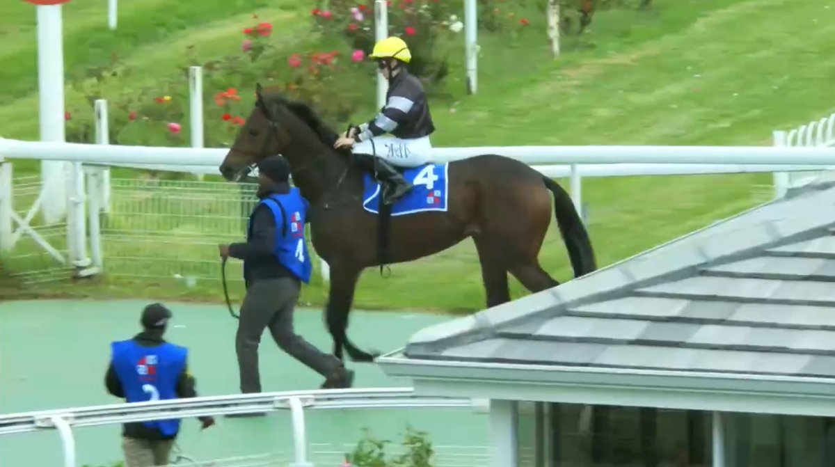 rebelsart's tweet image. Bravo 🇫🇷 Mickaëlle Michel🇯🇵@MickaelleMichel and Sunset Riot 2nd place in race 6 on Sunday at Turffontein, South Africa‼️🏇🥈🇿🇦
Trainer Alec Laird
💥Work Hard!💥
#NeverGiveUp #WorkHard #MickaelleMichel
M.ミシェル #ミカエルミシェル
💪👊🌪️🥰
@FredericSpanu @noriri4 @ma_ouma1