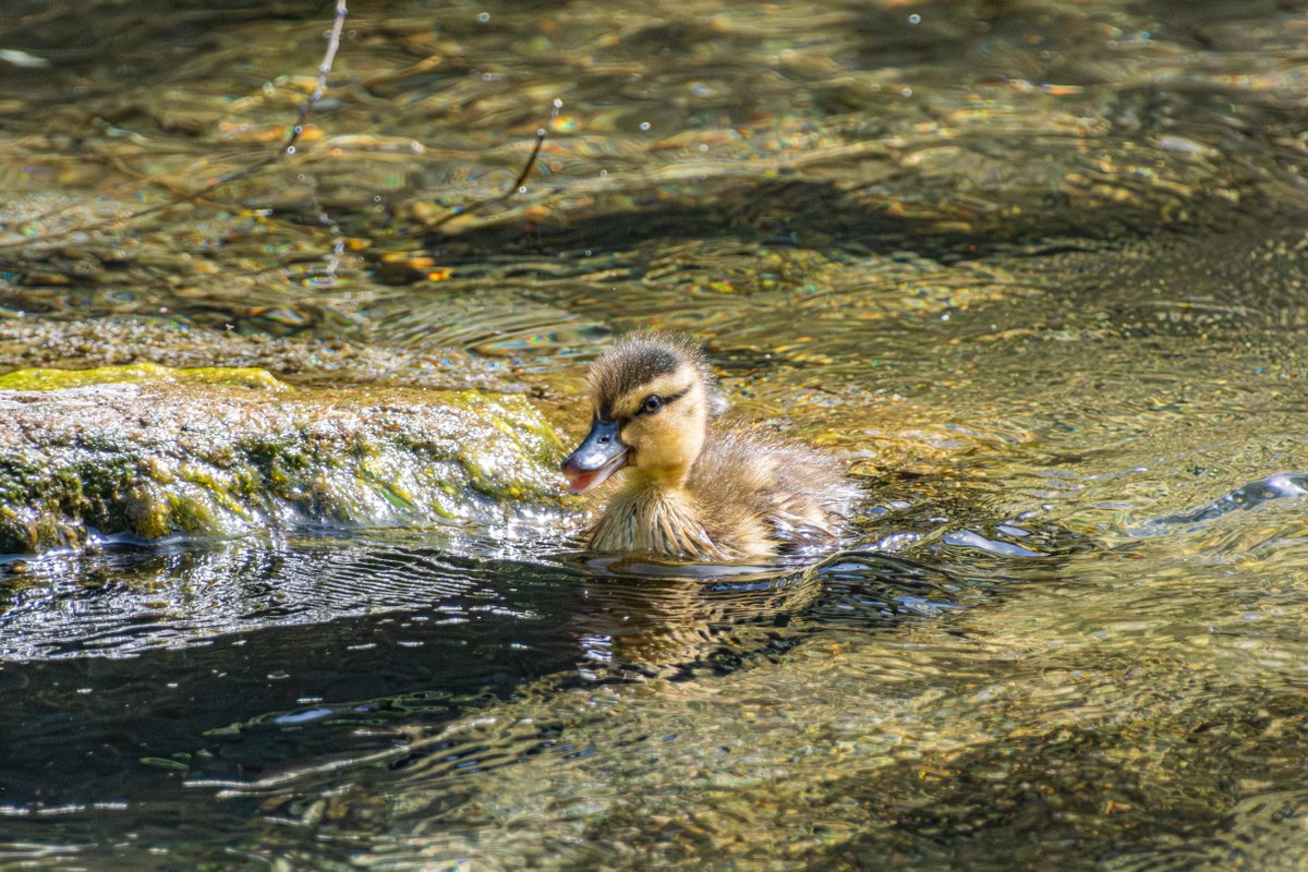 hexadeca_cored's tweet photo. 260418 
Nikon 1 V3 + FT1 + AF-S DX NIKKOR 18-300mm f/3.5-6.3G ED VR
#photography #nikon #nikon1 #v3 #1457664B #청계천 https://t.co/KM2YhEpQMF