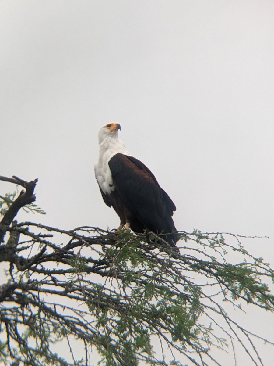 reallifesafaris's tweet photo. African fish Eagles are monogamous, forming lifelong pairs, and are expert hunters that primarily feed on fish, though they often steal prey from other birds,...
📍@reallifesafaris within #Akageranationalpark 2026.
#tourists
#birds
#reallifesafaris
#buffalos
#visitrwanda https://t.co/EKzbcuvD0z
