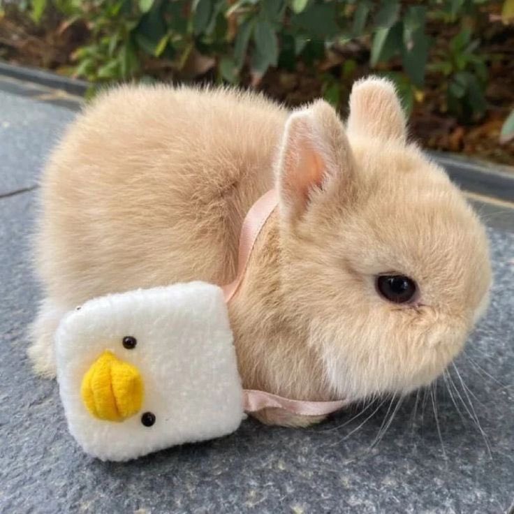 cute bunnies with cute bags