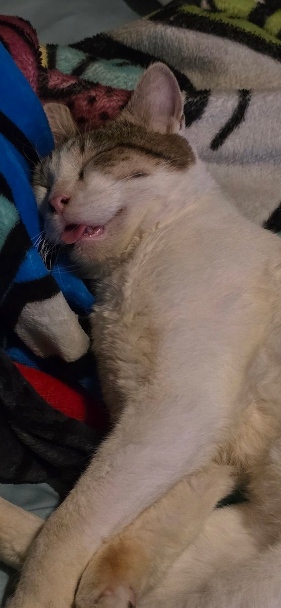 jdp329's tweet photo. @TabithashTW I see your blep and raise with a sleeping blep. https://t.co/bN89yAatYK