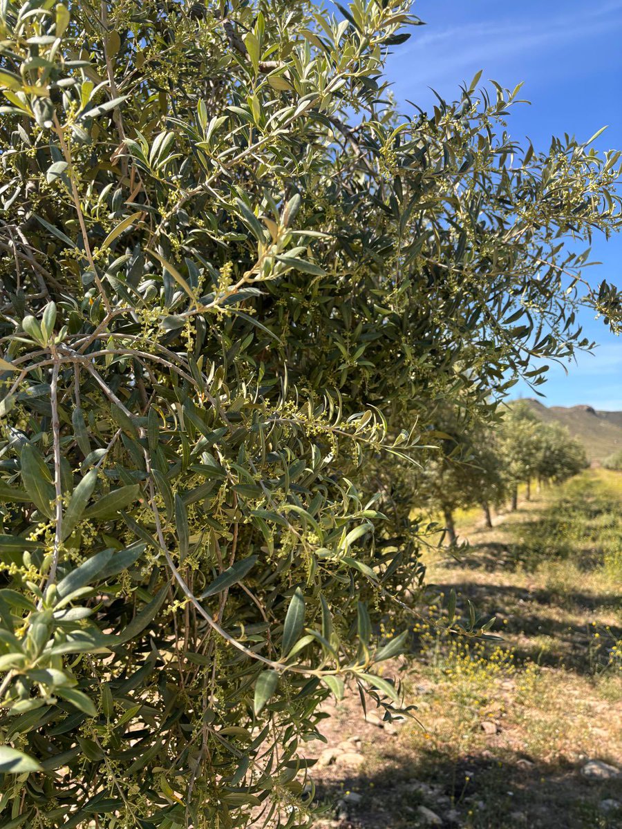 orodeldesierto's tweet image. Los olivos lucen bien gracias a lluvias de invierno y también gracias a una cosecha temprana, poda adecuada y tratamientos foliares. Los caballos 🐎 hacen desbroce al que ayudamos con tractor. No hay mejor momento para ver el olivar que #primavera #eco #orgulloseseragricultor