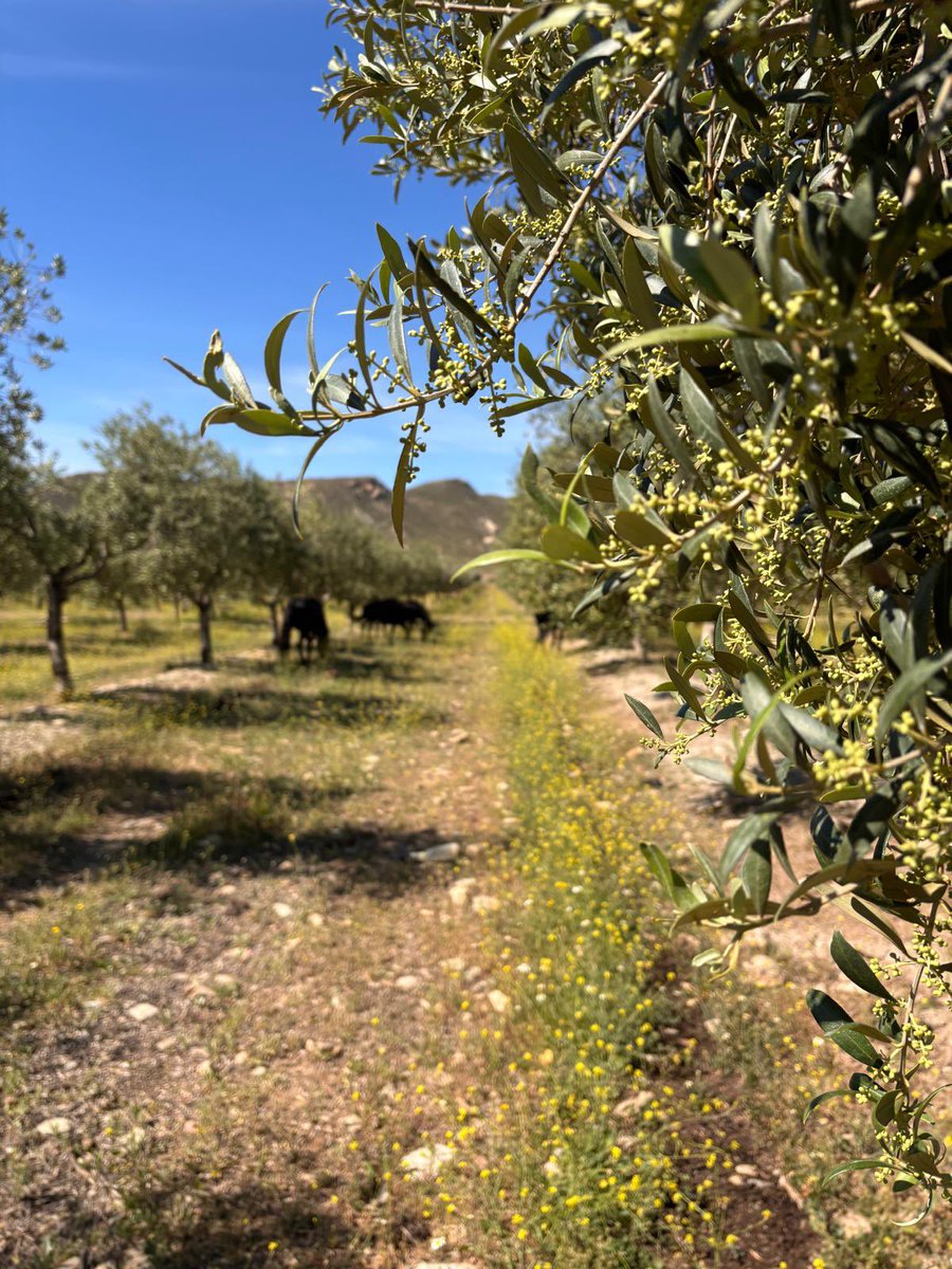 orodeldesierto's tweet image. Los olivos lucen bien gracias a lluvias de invierno y también gracias a una cosecha temprana, poda adecuada y tratamientos foliares. Los caballos 🐎 hacen desbroce al que ayudamos con tractor. No hay mejor momento para ver el olivar que #primavera #eco #orgulloseseragricultor