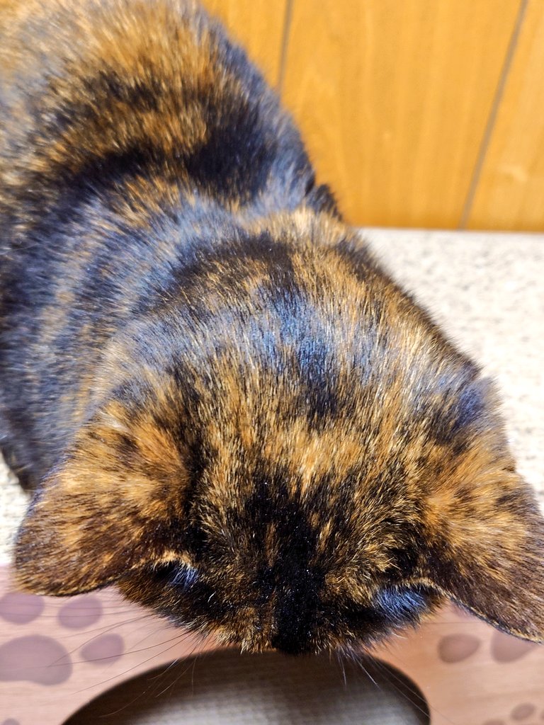 さ　ねこ tweet media