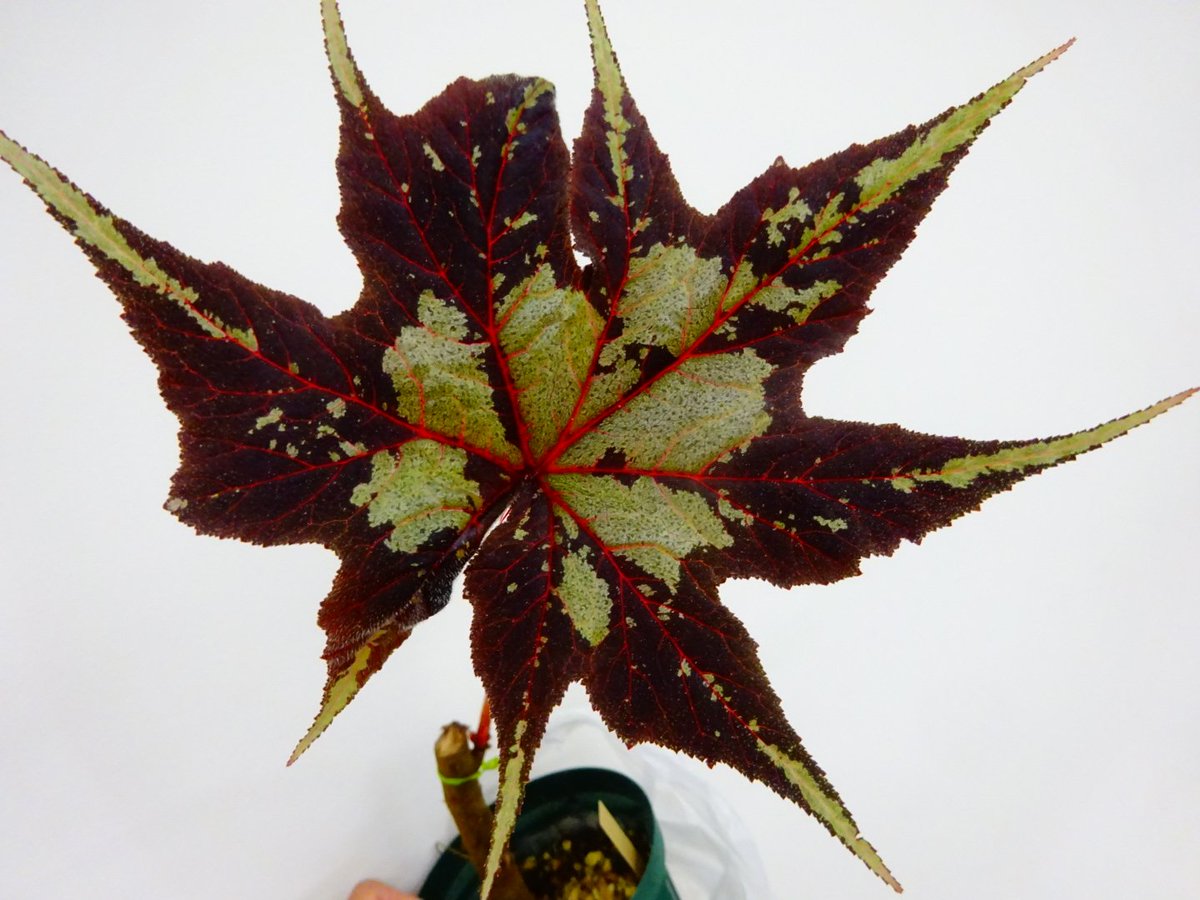 今日は #日本ベゴニア協会関西支部の例会。会員さんが持ち寄った余剰株やカットを分け合う楽しいひとときでした。
#ベゴニアルドウィギイ #ベゴニアクレオパトラエ
支部の公式インスタがスタートしたようです。植物好きの皆さまフォローよろしくお願いします。
instagram.com/jbs_kansai?igs…