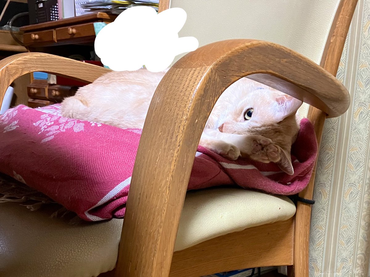 _89m_'s tweet photo. 寝てるもんだと思ったらガン見されてて怖い https://t.co/JmiFCFEutj