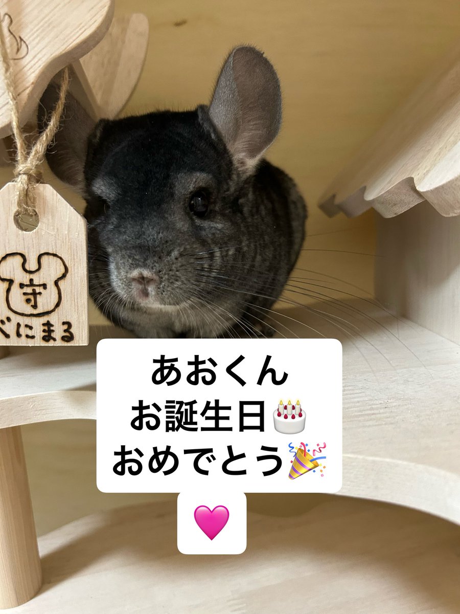 chinchilla beni tweet media