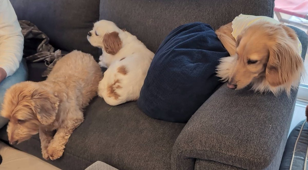 はちぷくおれお tweet media