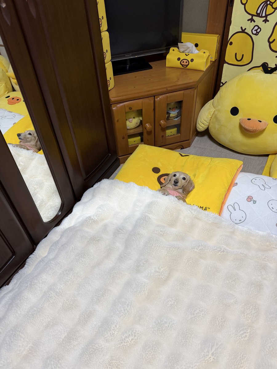 ほんわか姉妹(主) tweet media