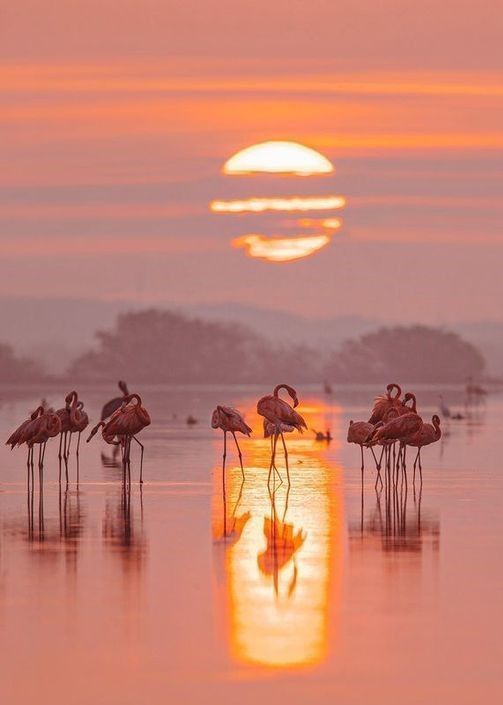 angelicaio81153's tweet image. The Spectacular Beauty of Walvis Bay at Sunset Namibia 
#artistic #landscape #photography