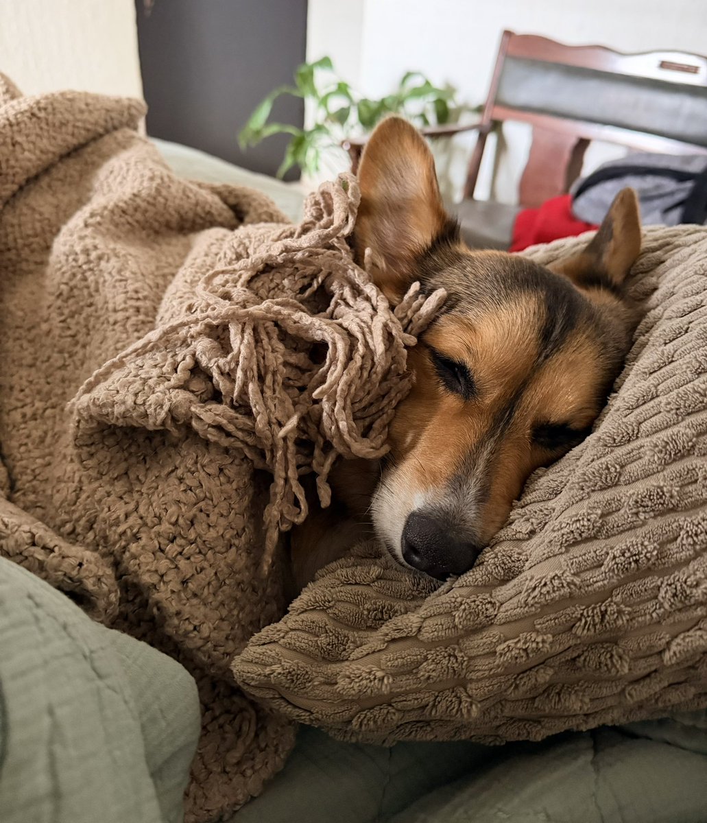 chefjuanangel's tweet image. Favor de no molestar 🚫 Patas de molcajete en reposo #Oliver