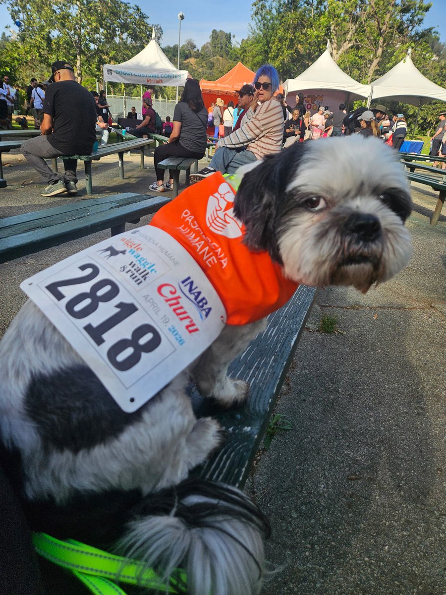 🚨🚨🚨
MY DOG IS RUNNING A 5K
🚨🚨🚨