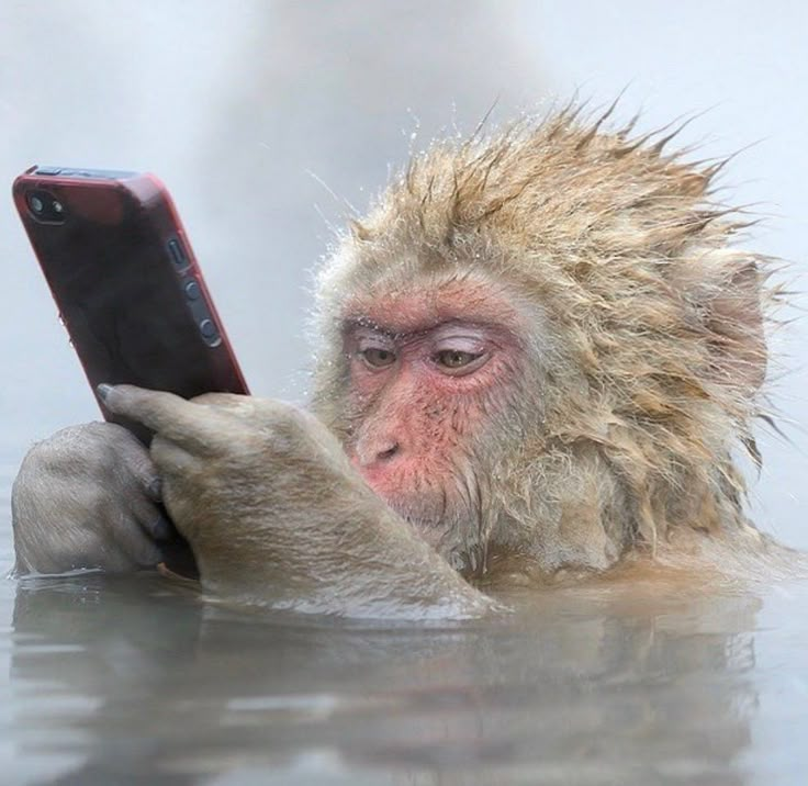 Monkey tweet media