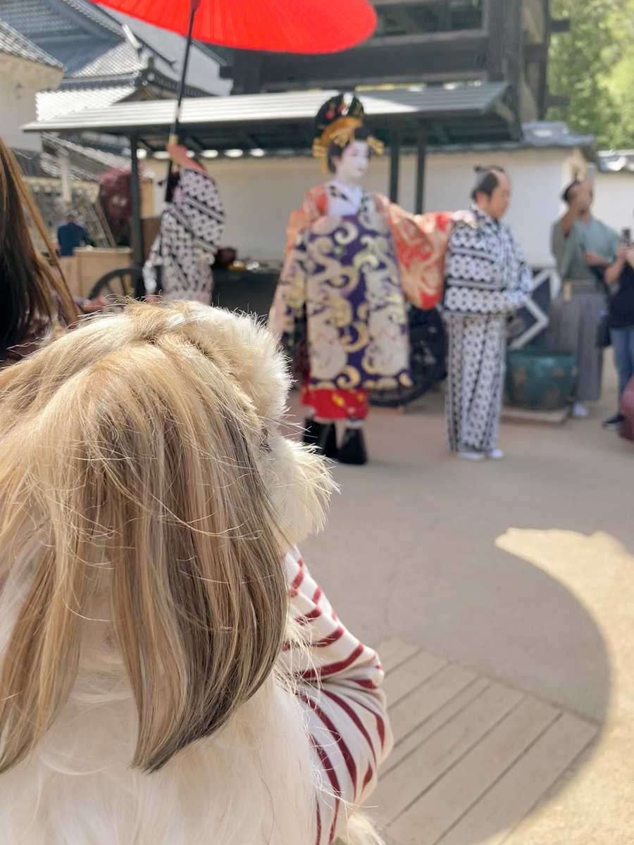 小顔シーズーこまちゃん tweet media