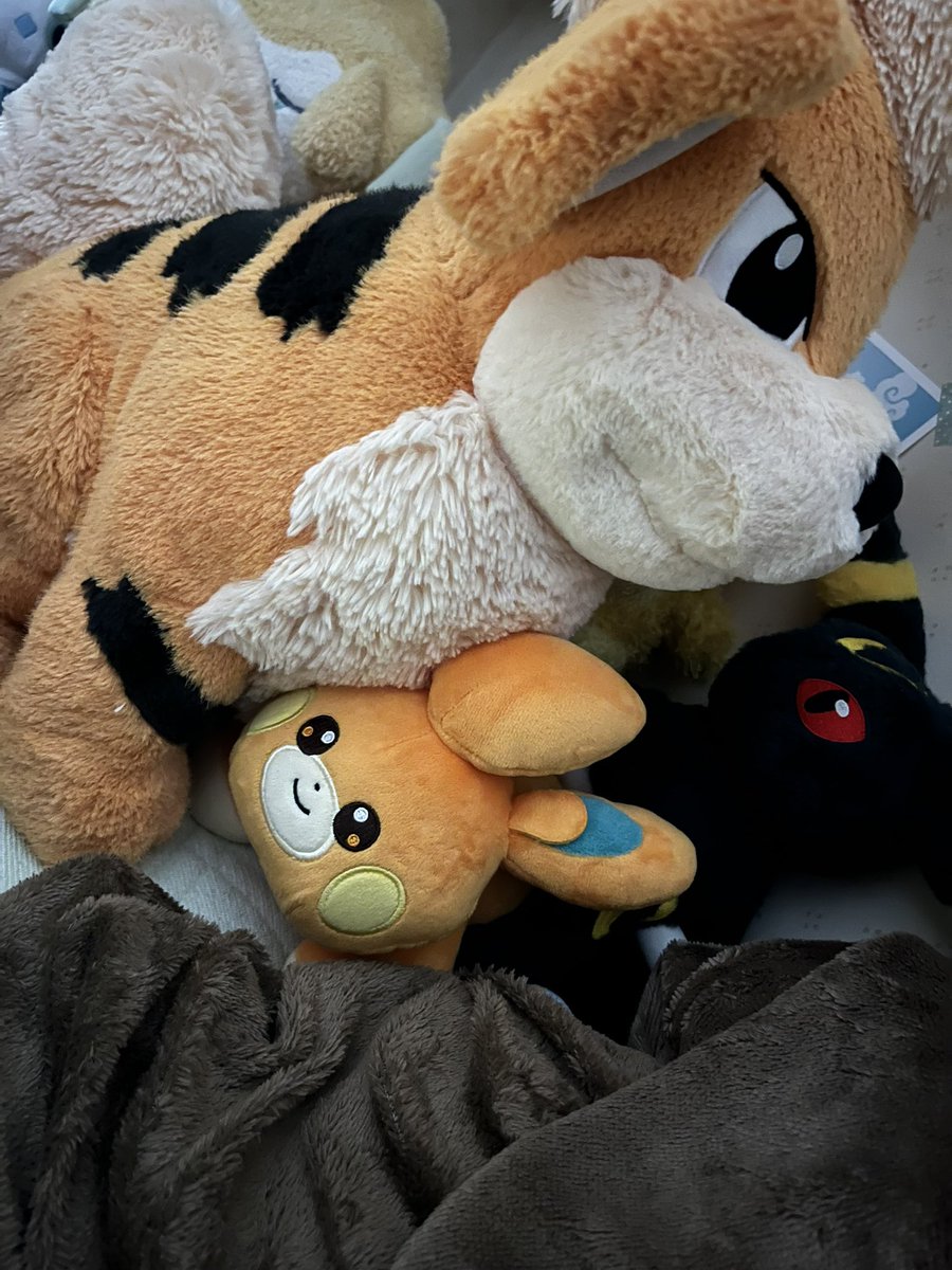 おちゃ🦁 tweet media