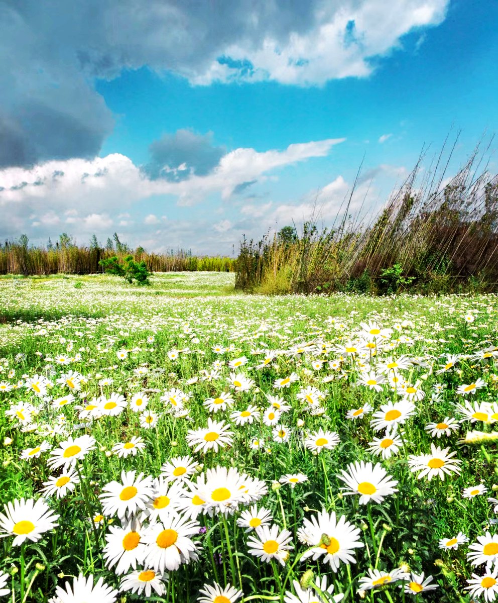 jeff lavigne tweet media