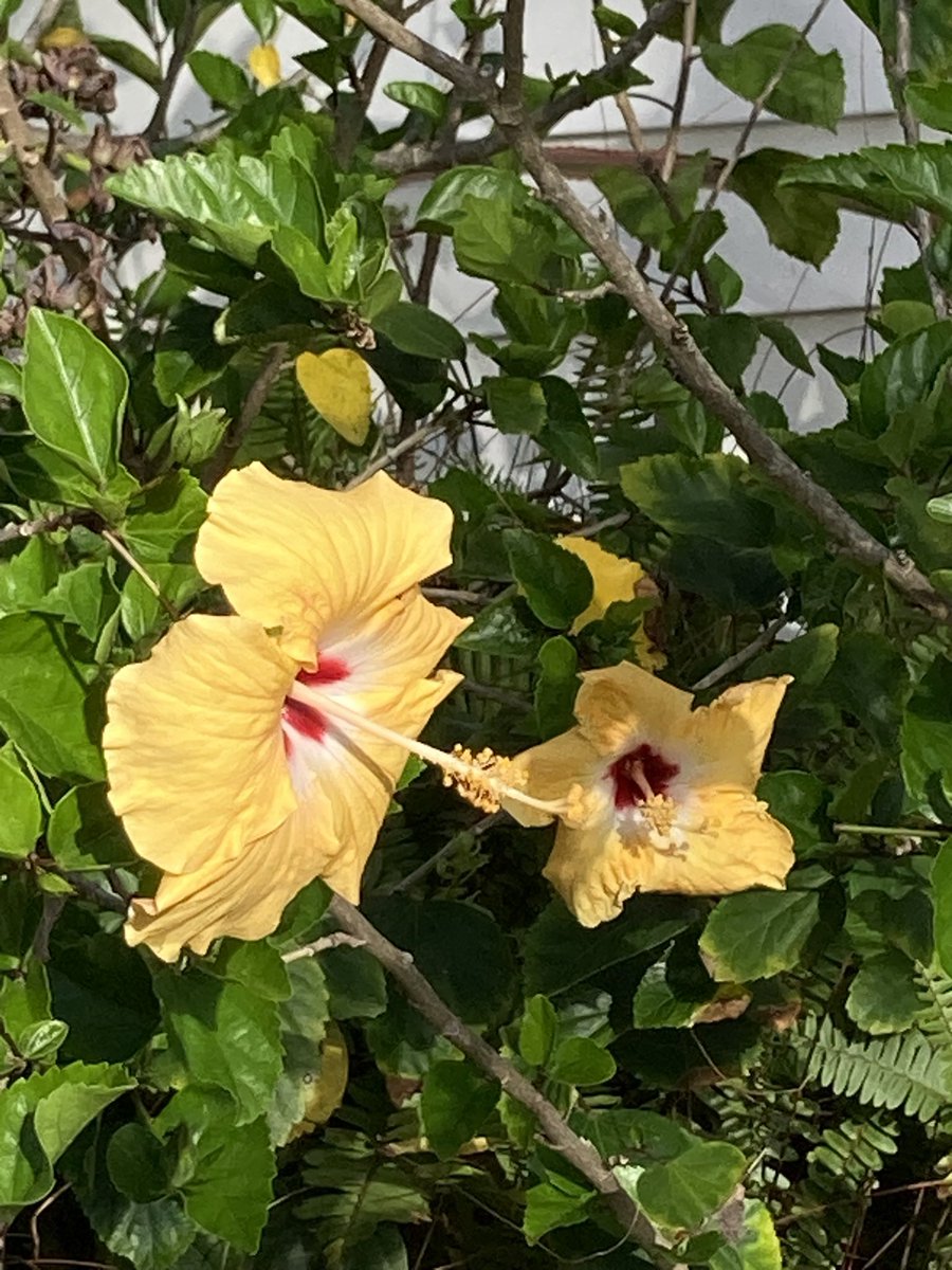 BenWaggonerAuth's tweet image. Things in my #Florida #garden that make me #happy:
#Yellow #hibiscus flowers greeting the morning sun.
I like #writing #trees and #flowers into my #shortstories. #Read them for #free here: bit.ly/3Hq3Ais
#WritingCommunity